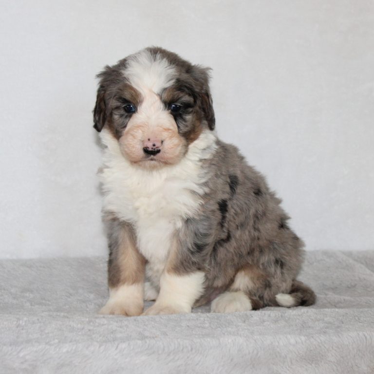 F1 Standard blue merle Bernedoodle male