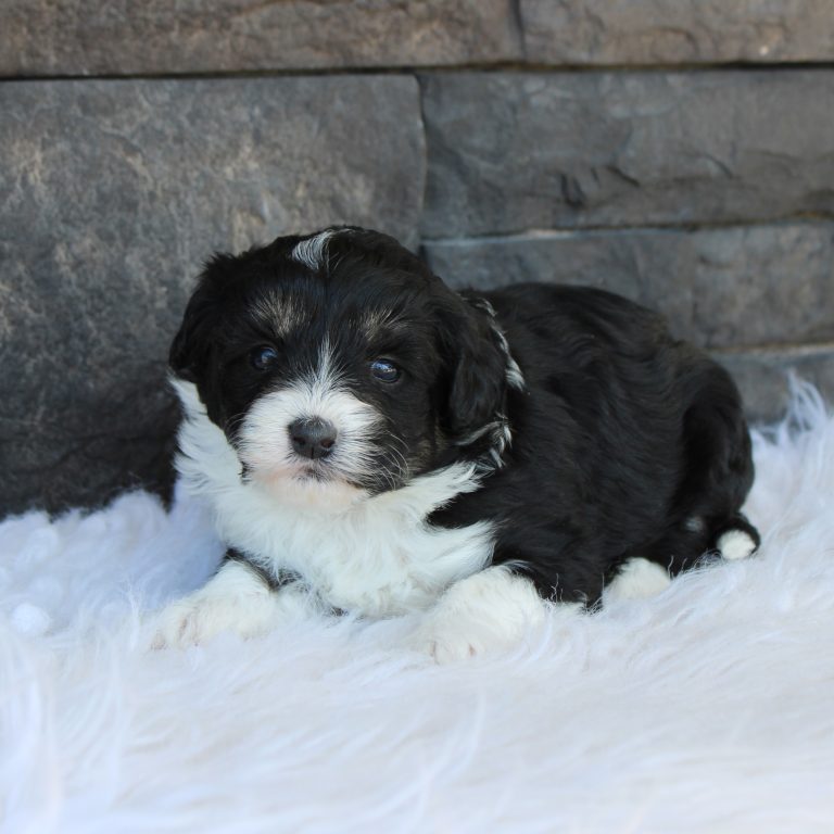 F1b Tiny micro-mini Bernedoodle female black tri-color