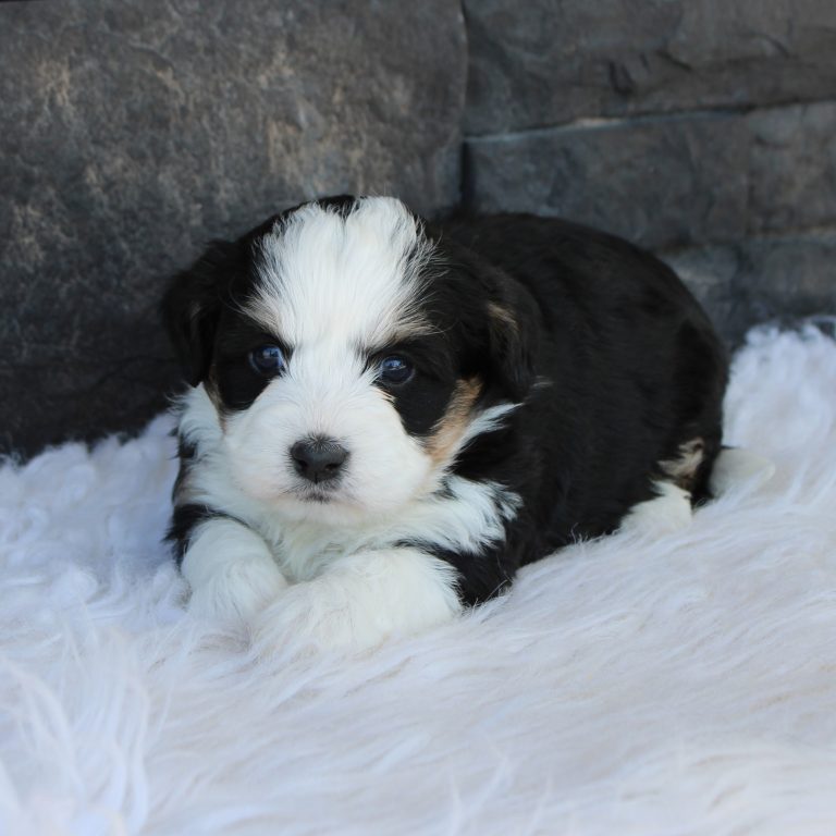 F1b Tiny micro-mini Bernedoodle female black tri-color