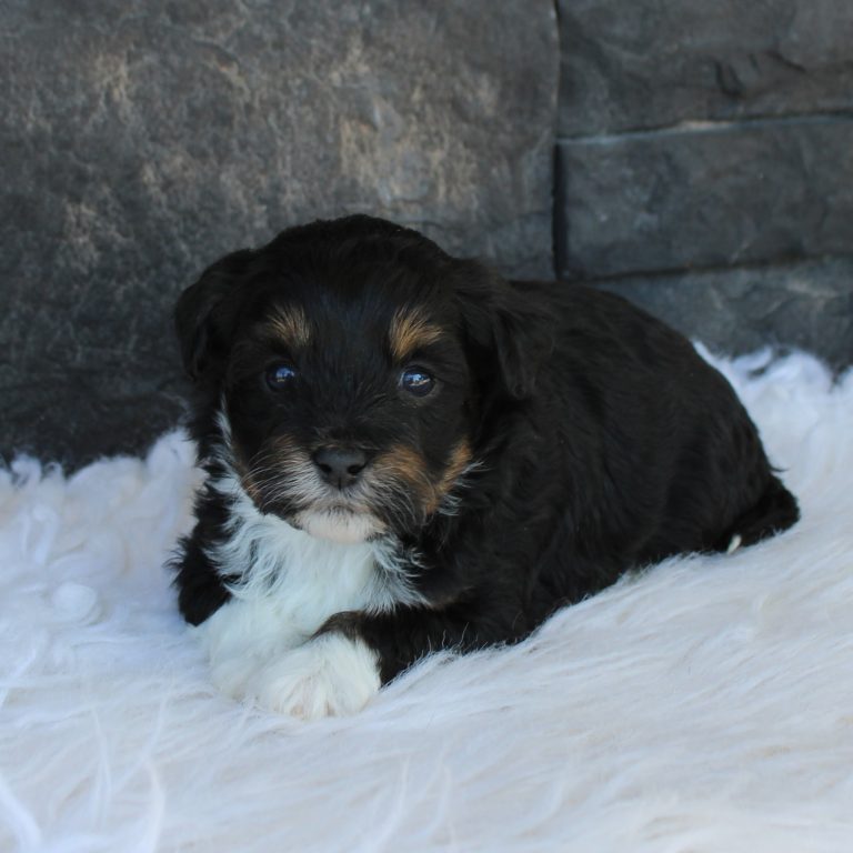 F1b Tiny micro-mini Bernedoodle female black tri-color