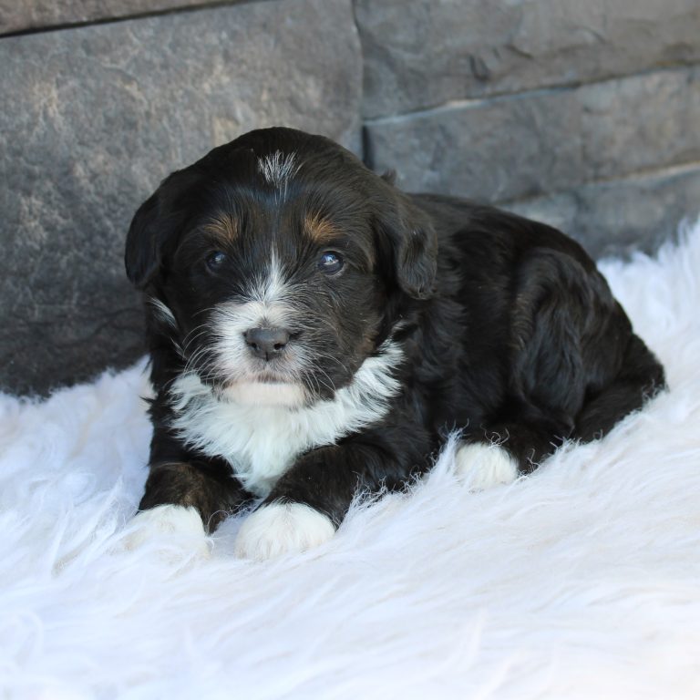 F1b Tiny micro-mini Bernedoodle male black tri-color