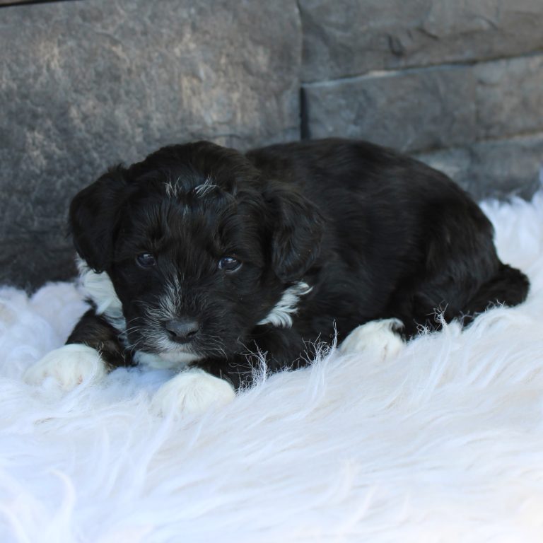 F1b Tiny micro-mini Bernedoodle male black tri-color