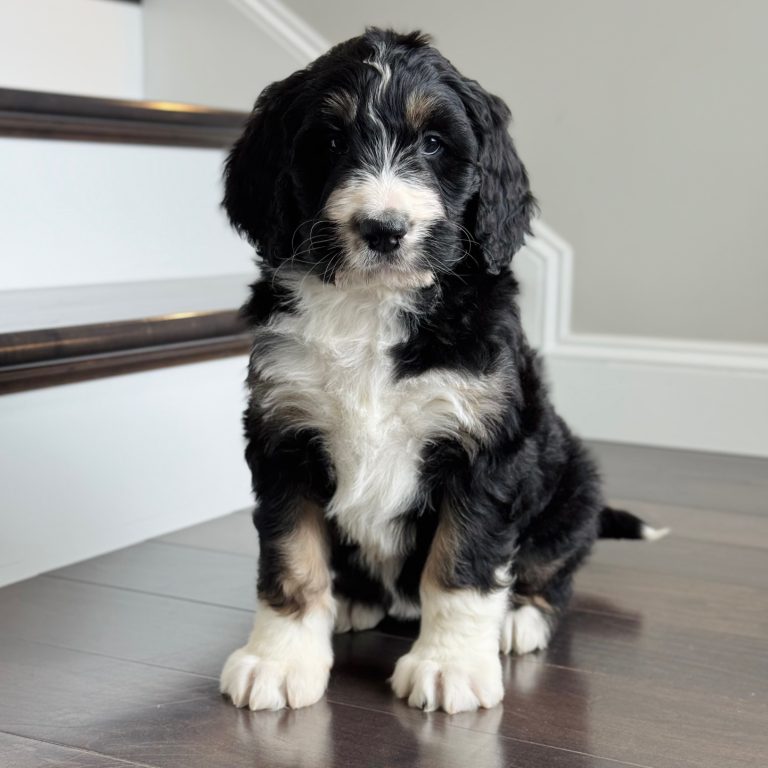 Iris F1 standard Bernedoodle black tri-color female