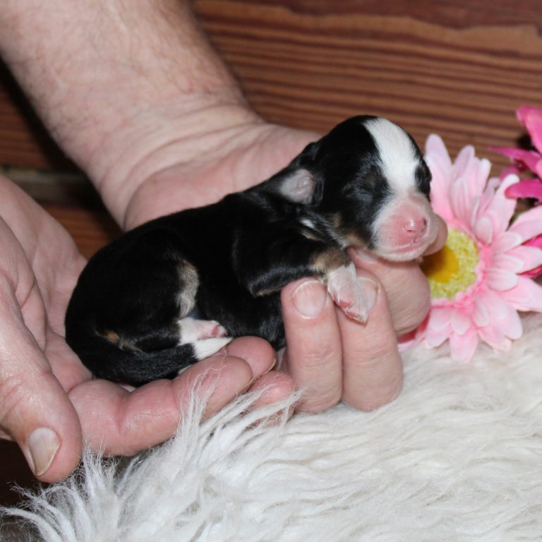 F1b Tiny micro-mini Bernedoodle female black tri-color