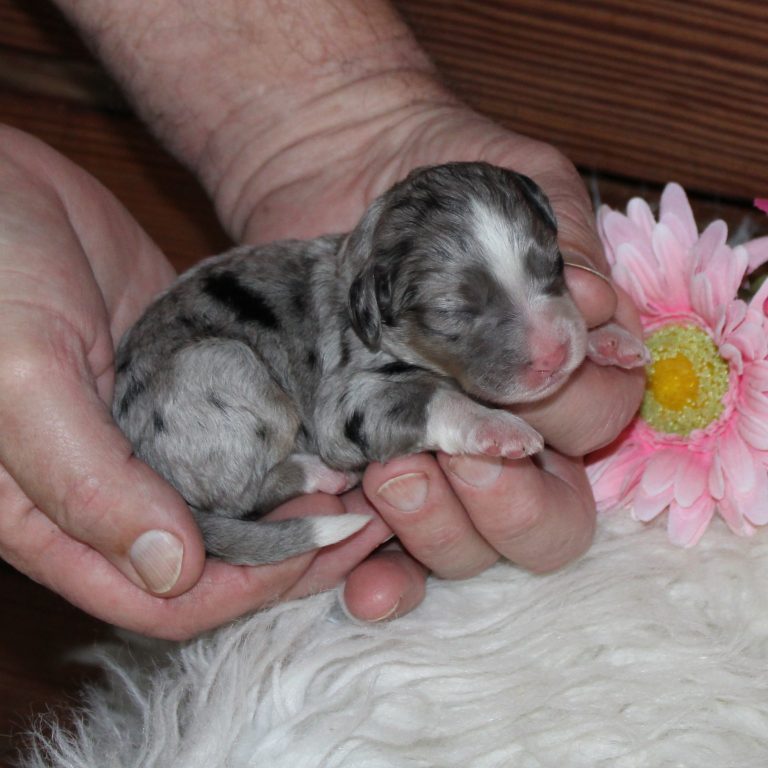 F1b Tiny micro-mini Bernedoodle female blue merle tri-color