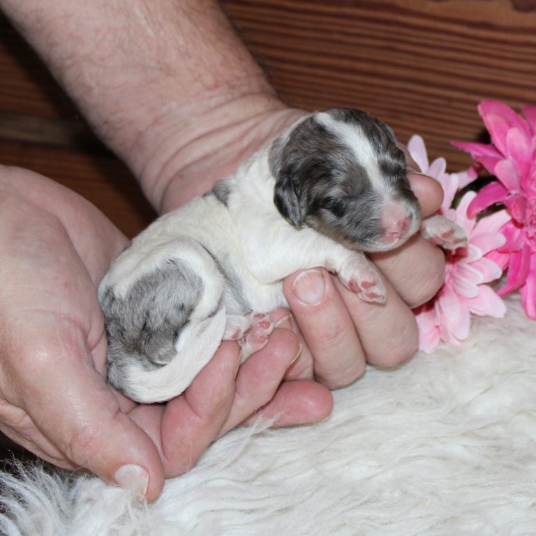 F1b Tiny Bernedoodle female blue merle tri-color