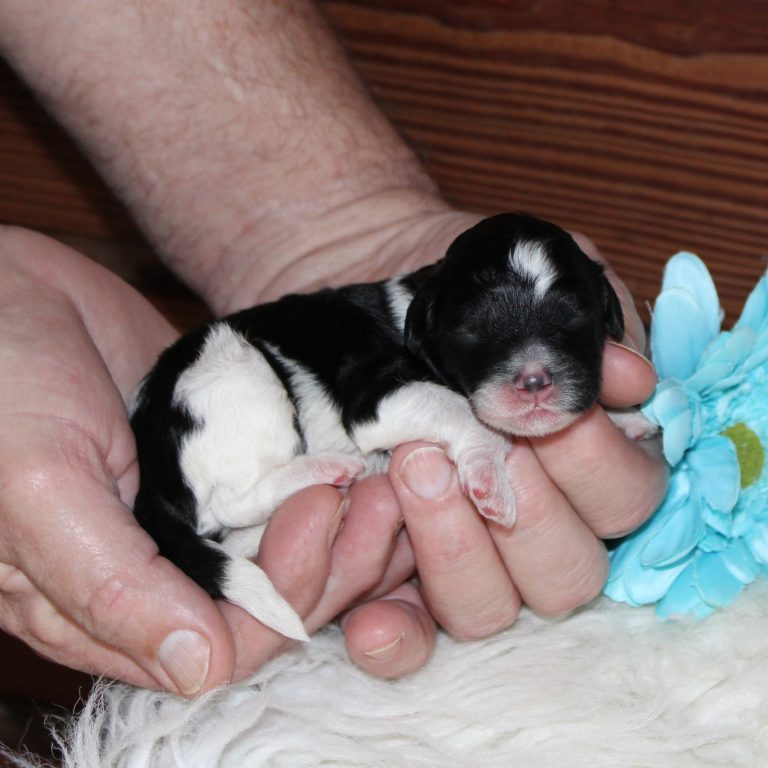 F1b Tiny micro-mini Bernedoodle male black tri-color
