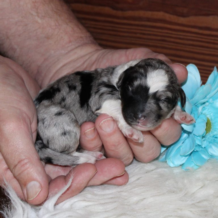F1b Tiny micro-mini Bernedoodle male blue merle tri-color