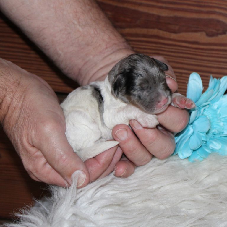 F1b Tiny micro-mini Bernedoodle male blue merle tri-color
