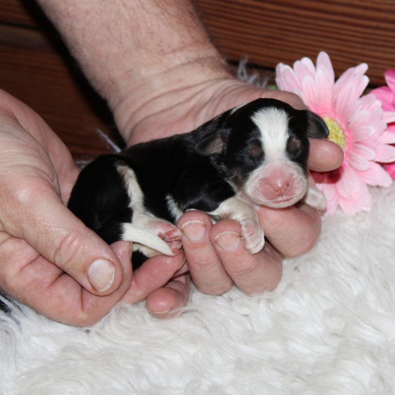 Black tri-color F1 Mini Bernedoodle puppy female