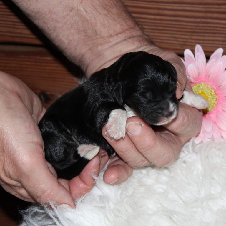 F1 black tri-color mini Bernedoodle female. Health tested, genetic clear, OFA Tested.