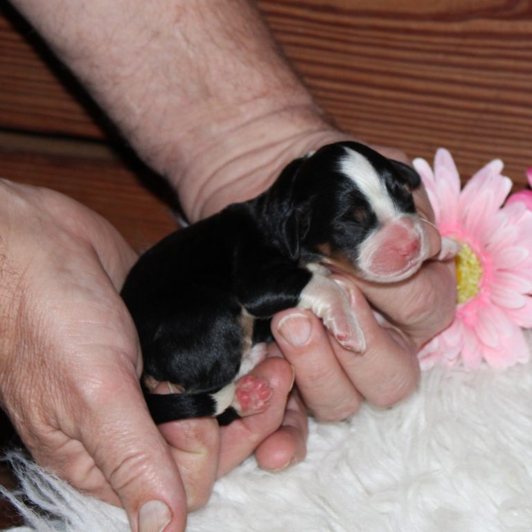 F1 black tri-color mini Bernedoodle female. Health tested, genetic clear, OFA Tested.