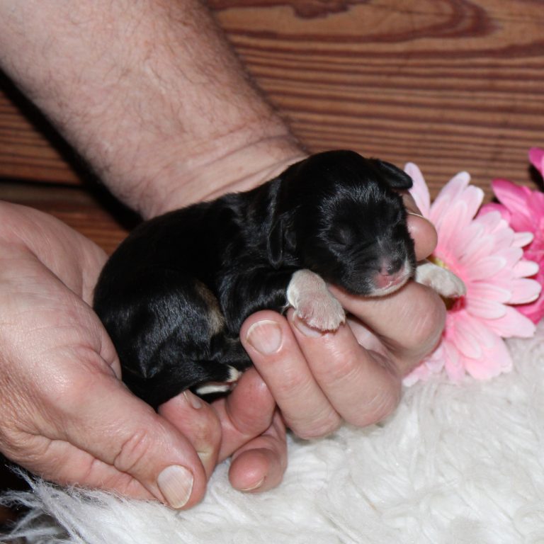 F1 black tri-color mini Bernedoodle female. Health tested, genetic clear, OFA Tested.