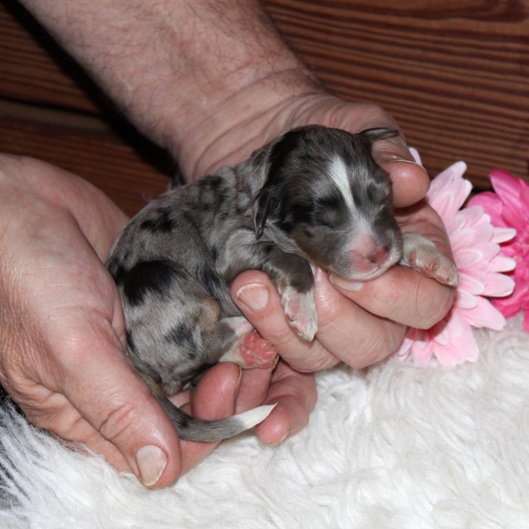 F1 blue merle tri-color mini Bernedoodle female. Health tested, genetic clear, OFA Tested