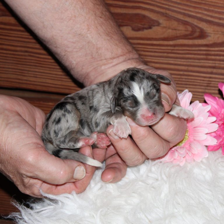 F1 blue merle tri-color mini Bernedoodle female. Health tested, genetic clear, OFA Tested.
