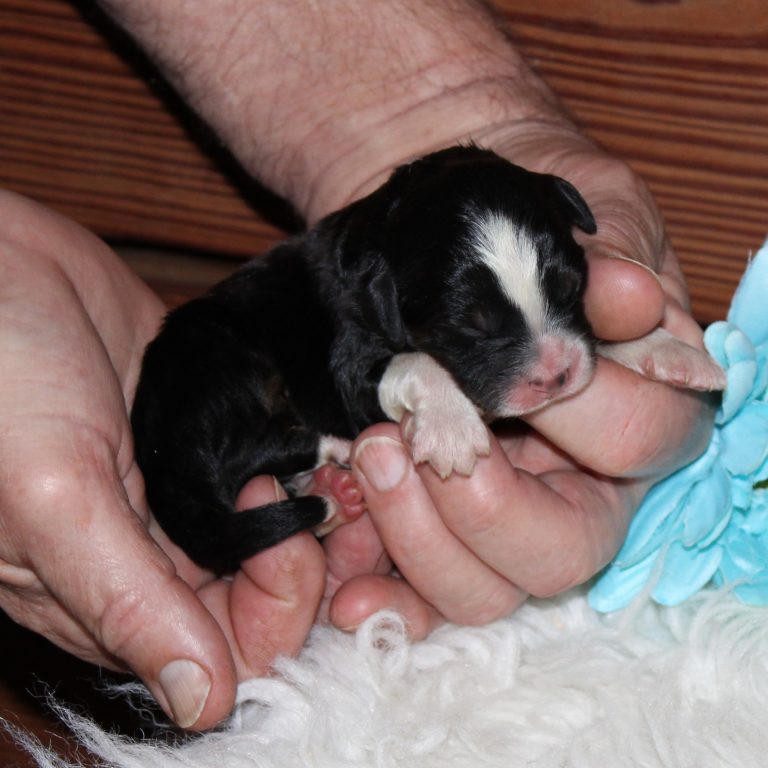 F1 black tri-color mini Bernedoodle male. Health tested, genetic clear, OFA Tested.