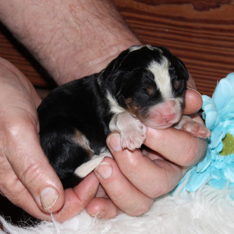 F1 black tri-color mini Bernedoodle male. Health tested, genetic clear, OFA Tested.