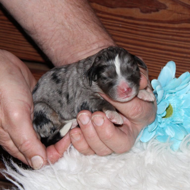 F1 blue merle tri-color mini Bernedoodle male. Health tested, genetic clear, OFA Tested.