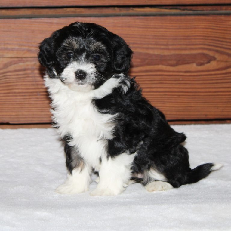 F1b Tiny micro-mini Bernedoodle female black tri-color
