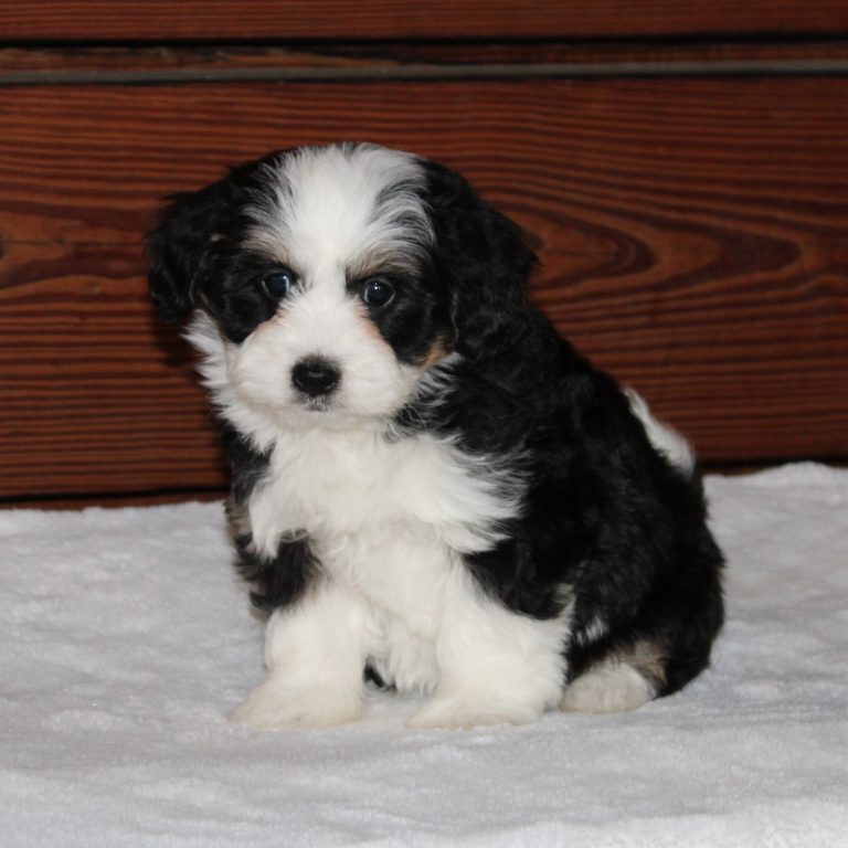 F1b Tiny micro-mini Bernedoodle female black tri-color