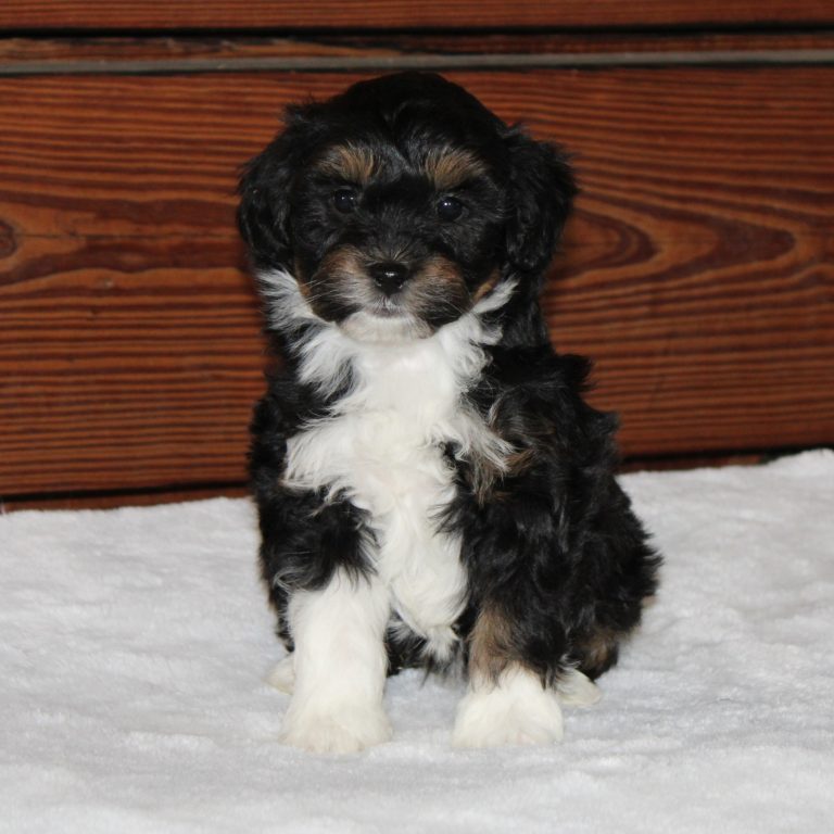 F1b Tiny micro-mini Bernedoodle female black tri-color