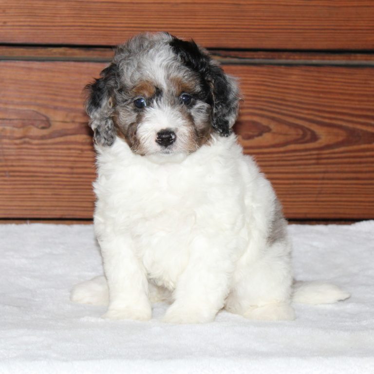 F1b Tiny Bernedoodle female blue merle tri-color