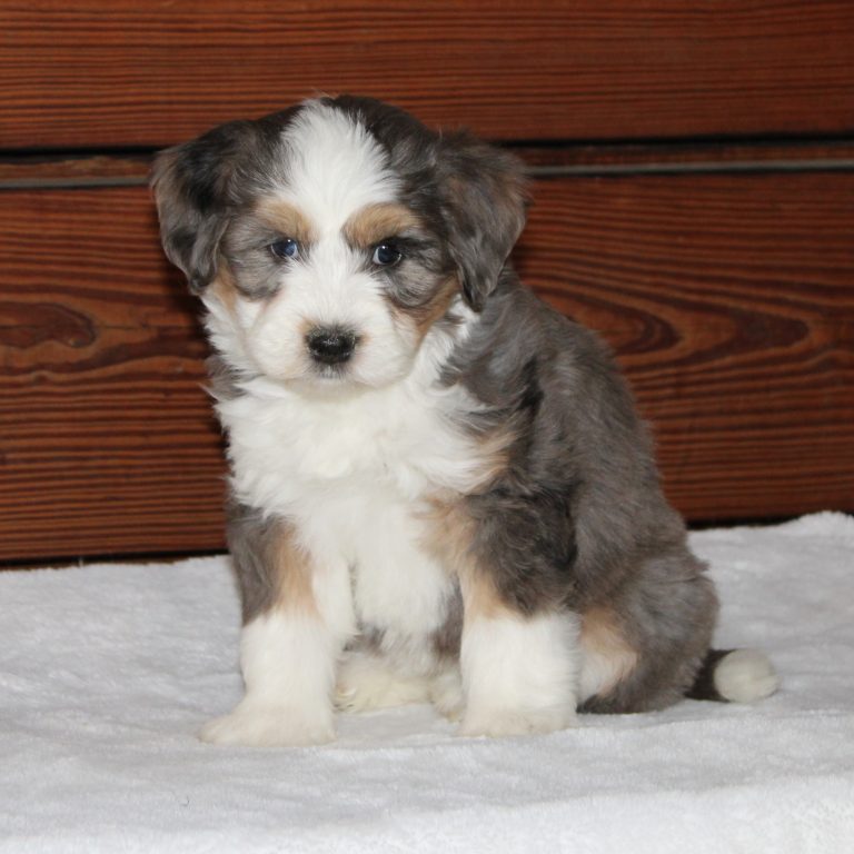 F1b Tiny Bernedoodle female blue merle tri-color