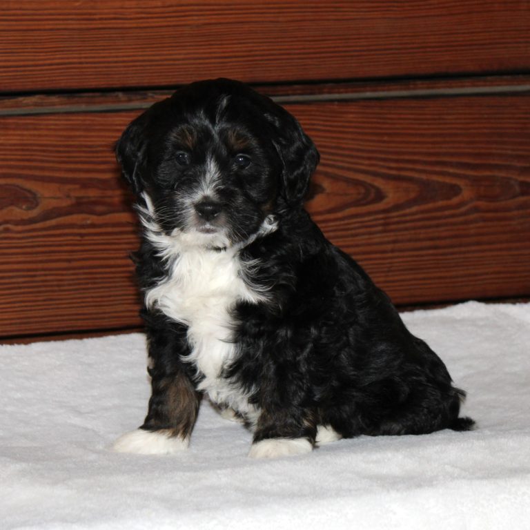 F1b Tiny micro-mini Bernedoodle male black tri-color