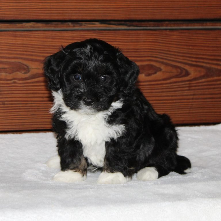 F1b Tiny micro-mini Bernedoodle male black tri-color