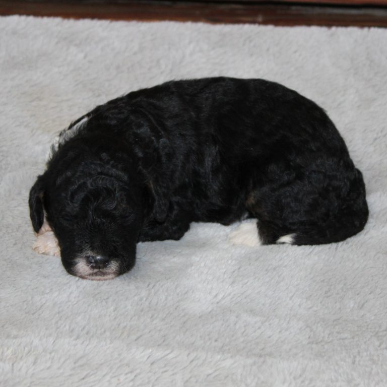 F1b Tiny micro-mini Bernedoodle female black tri-color