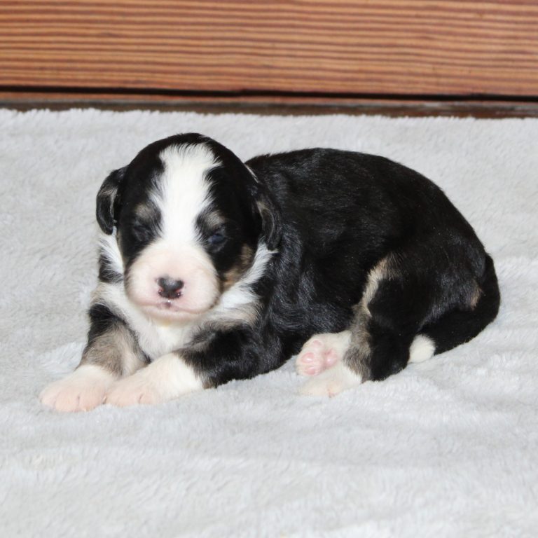 F1b Tiny micro-mini Bernedoodle female black tri-color