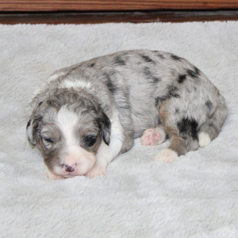 F1b Tiny micro-mini Bernedoodle female blue merle tri-color