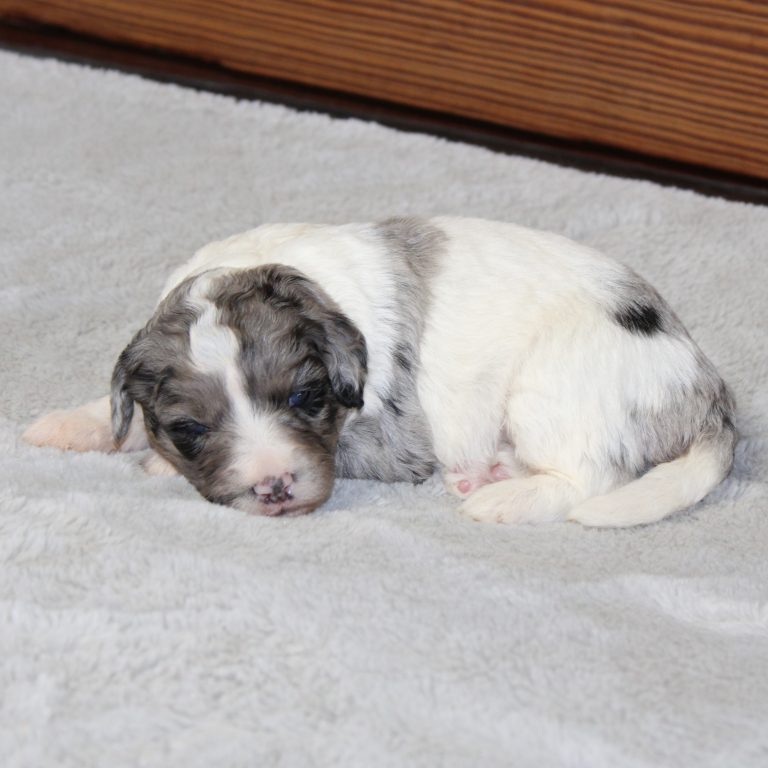 F1b Tiny micro-mini Bernedoodle female blue merle tri-color