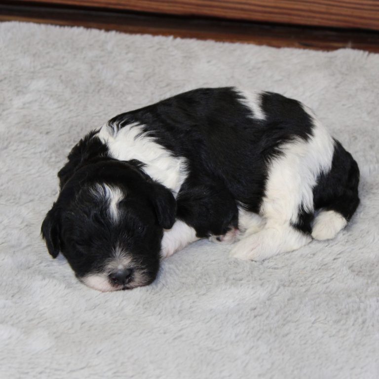 F1b Tiny micro-mini Bernedoodle male black tri-color