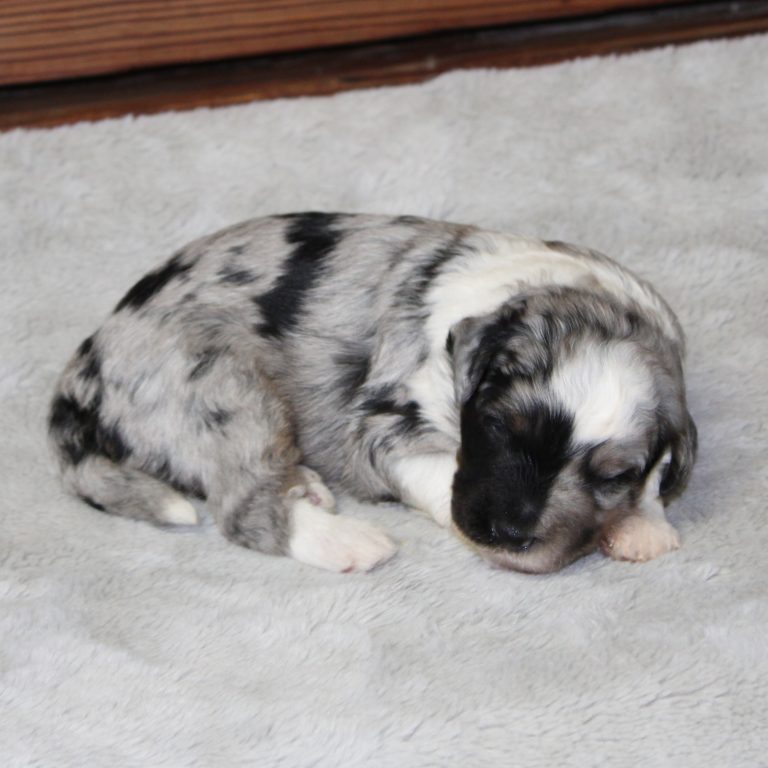 F1b Tiny micro-mini Bernedoodle male blue merle tri-color