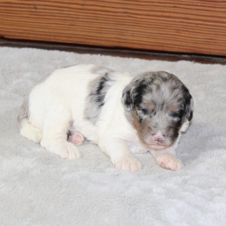 F1b Tiny micro-mini Bernedoodle male blue merle tri-color