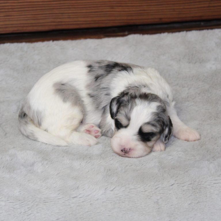 F1b Tiny micro-mini Bernedoodle male blue merle tri-color
