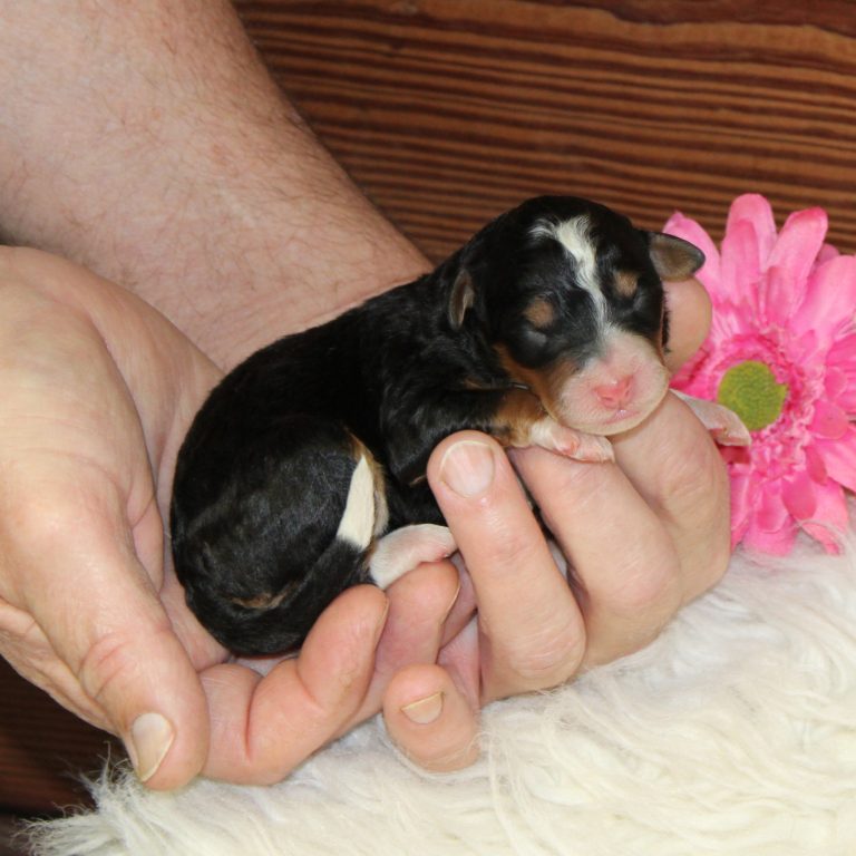Black tri-color F1 Mini Bernedoodle puppy female
