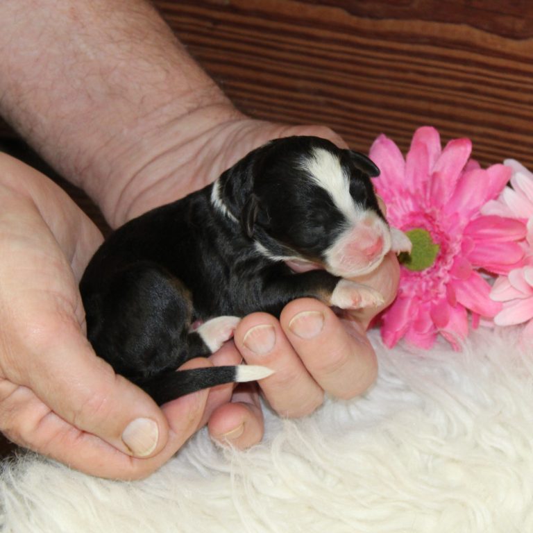 F1 black tri-color mini Bernedoodle female. Health tested, genetic clear, OFA Tested