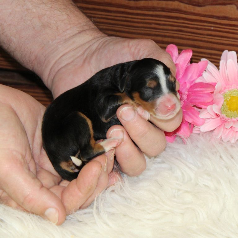 F1 black tri-color mini Bernedoodle female. Health tested, genetic clear, OFA Tested