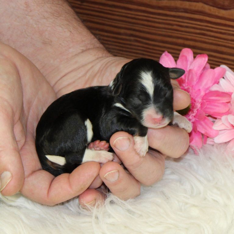 F1 black tri-color mini Bernedoodle female. Health tested, genetic clear, OFA Tested