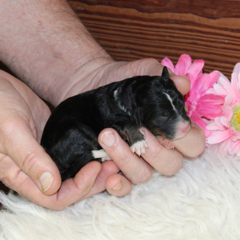 F1 black tri-color mini Bernedoodle female. Health tested, genetic clear, OFA Tested