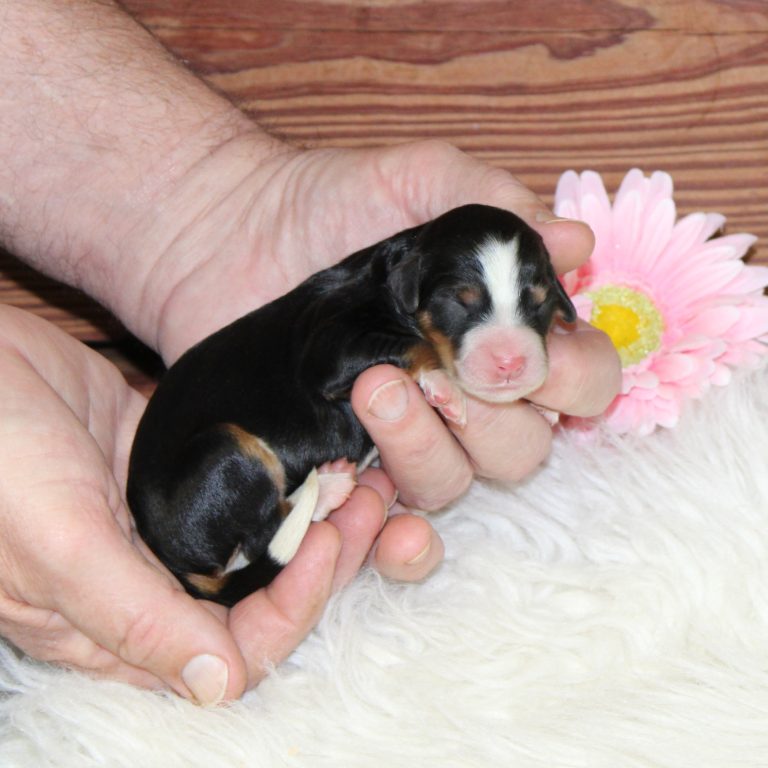 F1 black tri-color mini Bernedoodle female. Health tested, genetic clear, OFA Tested
