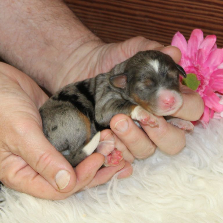 F1 blue merle tri-color mini Bernedoodle female. Health tested, genetic clear, OFA Tested