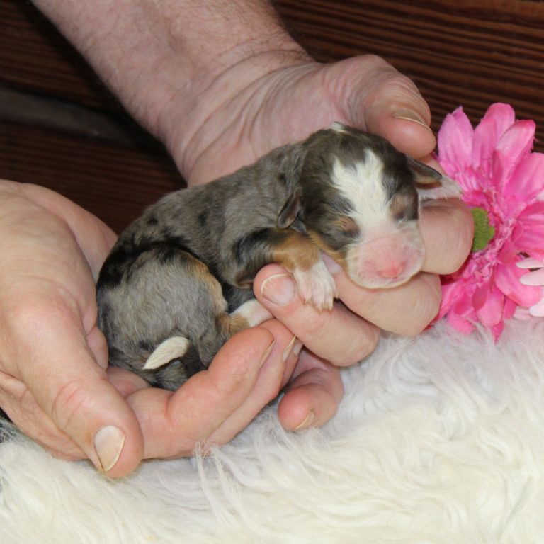 F1 blue merle tri-color mini Bernedoodle female. Health tested, genetic clear, OFA Tested
