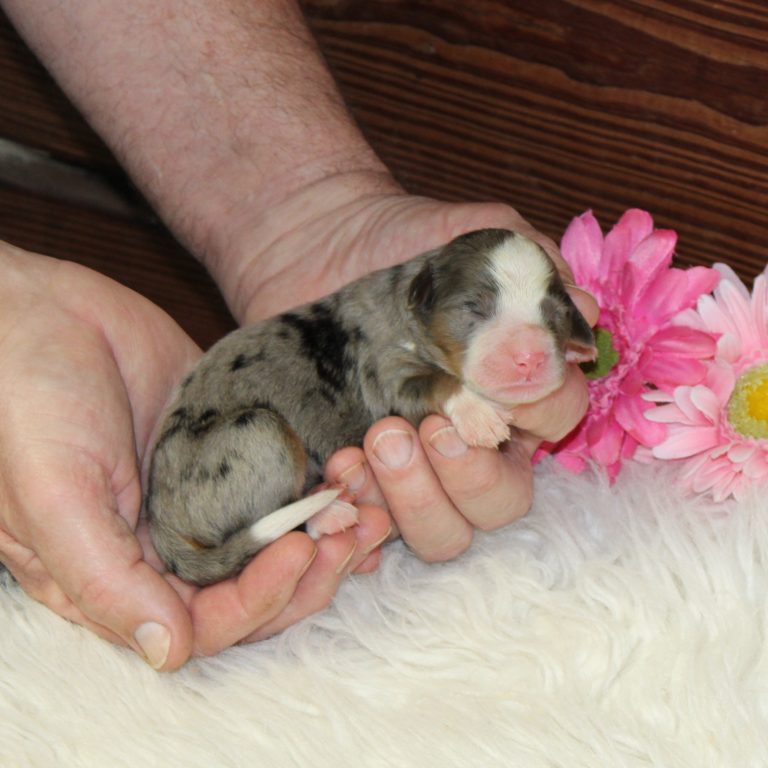F1 blue merle tri-color mini Bernedoodle female. Health tested, genetic clear, OFA Tested