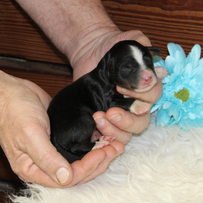 F1 black tri-color mini Bernedoodle male. Health tested, genetic clear, OFA Tested.