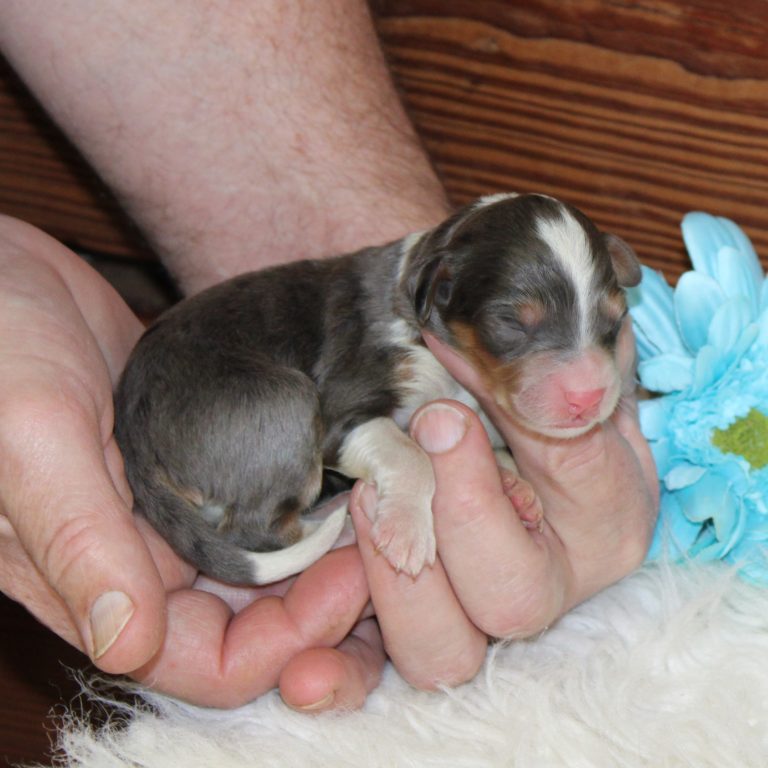 F1 blue merle tri-color mini Bernedoodle male. Health tested, genetic clear, OFA Tested.
