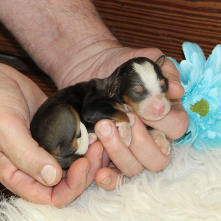 F1 blue merle tri-color mini Bernedoodle male. Health tested, genetic clear, OFA Tested.