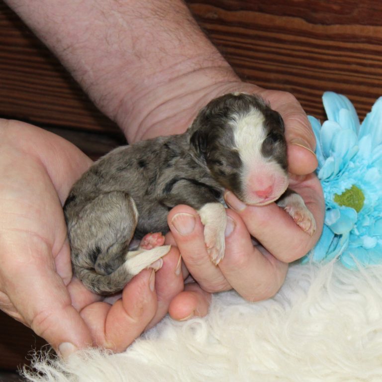 F1 blue merle tri-color mini Bernedoodle male. Health tested, genetic clear, OFA Tested.